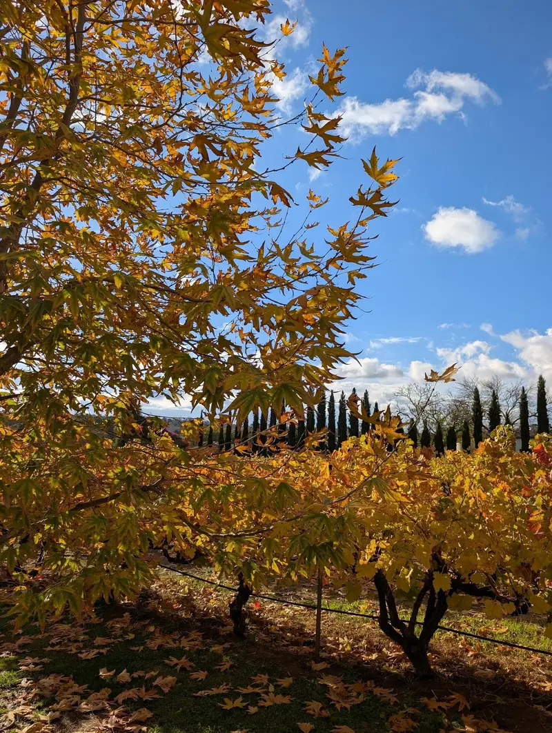 Golden autumn leaves over vines in the Barossa