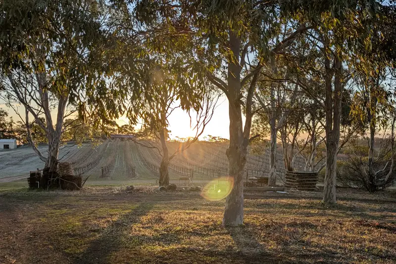 Low sun through gum trees at dusk