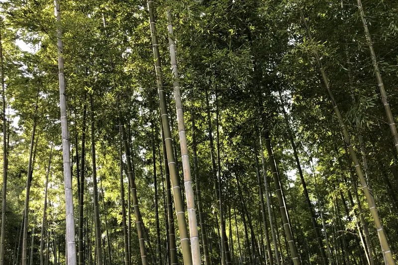 Tall bamboo grove above mossy ground