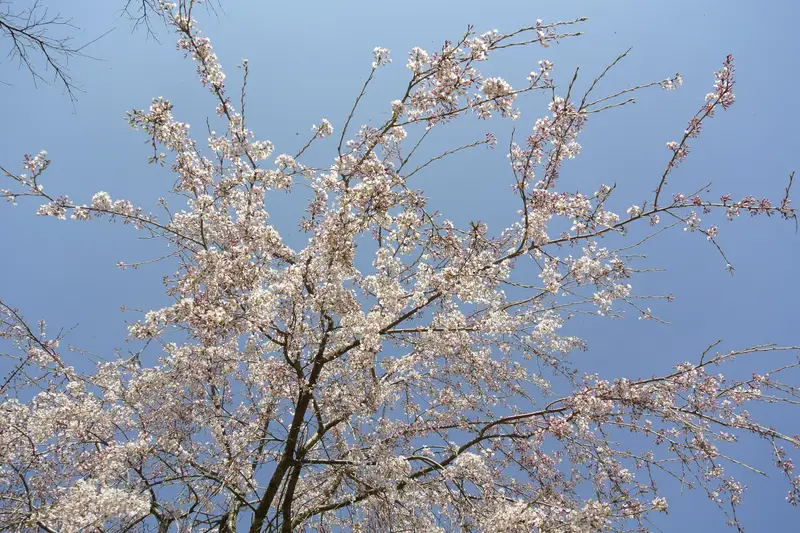 Pale blossom branches against a blue sky