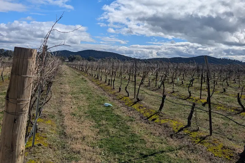 Dormant vine rows under a big blue sky and clouds