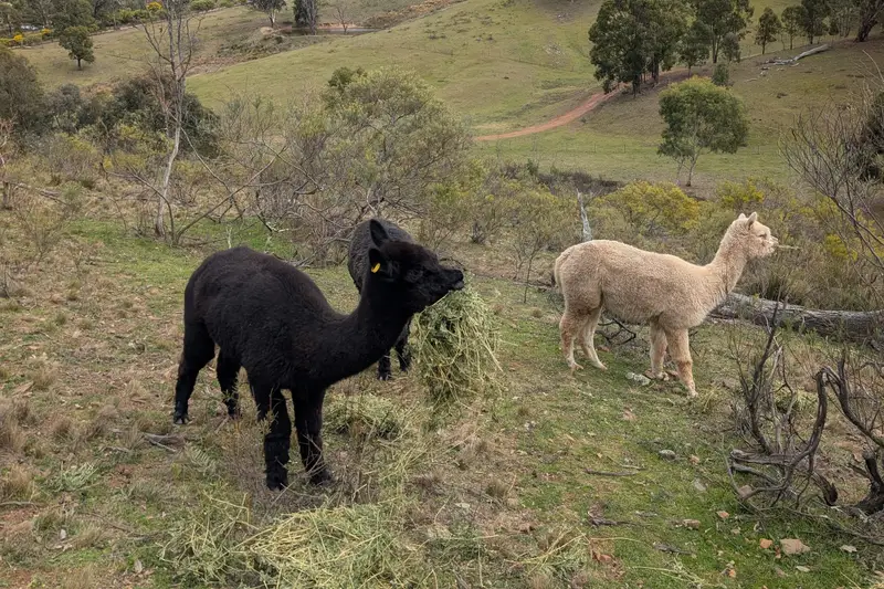 Alpacas grazing on a green hillside
