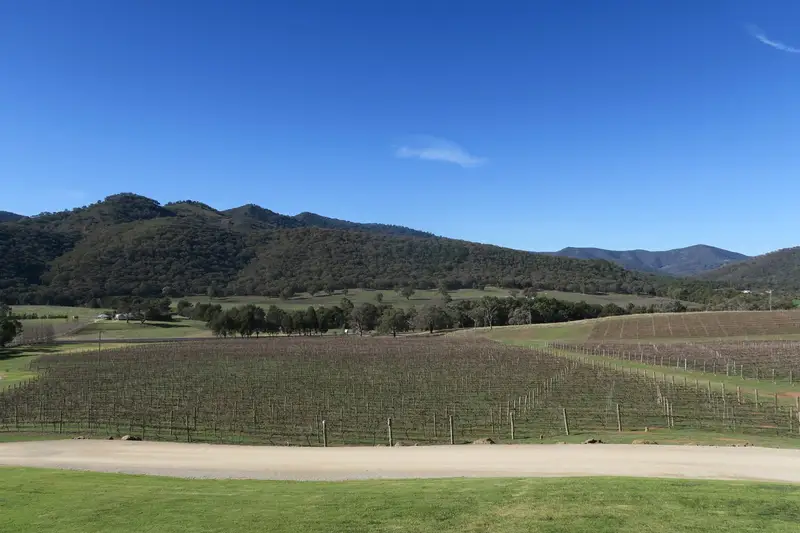 A Mudgee vineyard with hills behind it